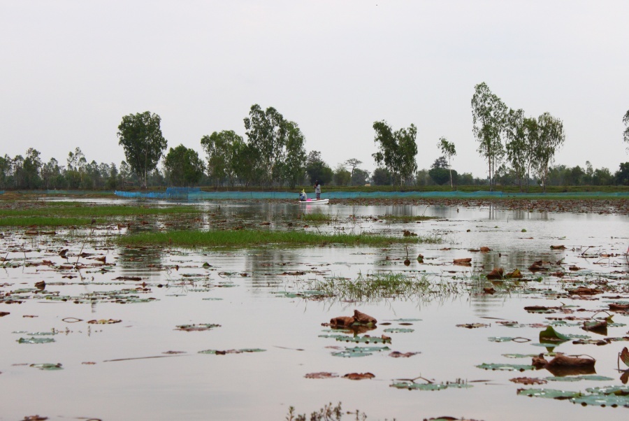 ปลาพามุดไปพันกอบัว ต้องเอาเรือตามไปเก็บ 