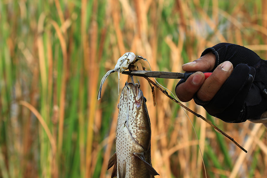 King of Frog & King of Texas By Pom Fishing Club