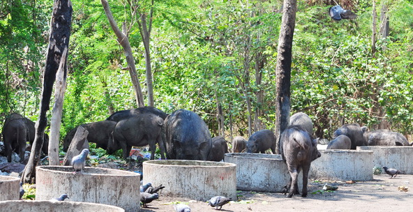 มีเป็นร้อย หมูป่าเมืองทองสุขสวัสดิ์ ลองดู