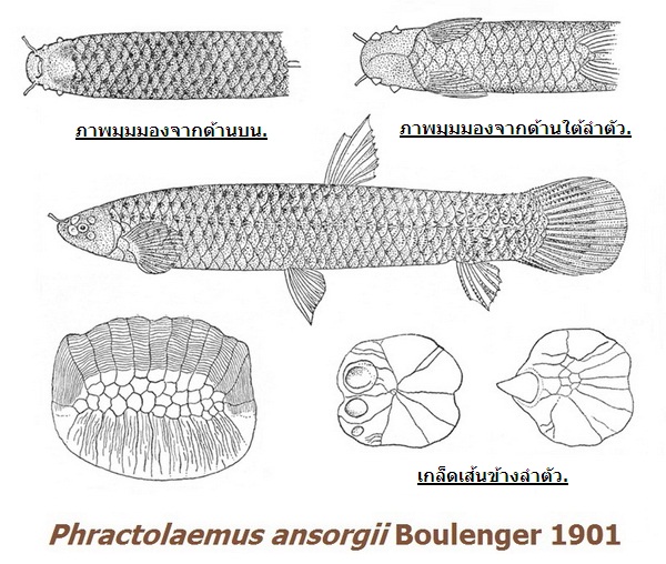  หลังจากที่ผมพยายามรวบรวมเนื้อหาจากงานเขียนหลายๆงานมาทดลองแปลพบว่า สาเหตุส่วนหนึ่งที่ Phractolaemus 