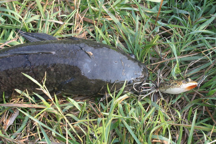 ลืมบอกไปถาพแรกปลาช่อนกินเหยื่อ ipsa frog ของ A LANG-KA ปลาหนัก 1.4 โล
ภาพที่ 2 ตัวเดียวกัน เบ็ดเกี่
