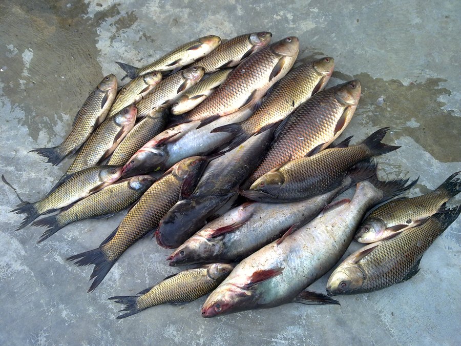 ปลารวมวันศุกร์ ดูเอาครับ ยี่สกกี่ตัวไม่ได้นับ กับ สวายไซร์ 2 โลกว่าๆ 4 ตัว เเละได้ปลาช่อนกินเม็ดโฟม 