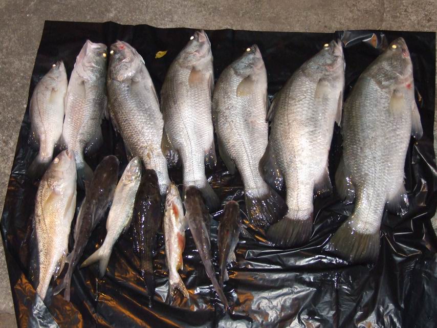 สรุป ปลารวมที่ได้ครับ เข้าหมายในตั้งแต่เที่ยงน้ำไม่ไดี ที่สำคัญสายขาดซะส่วนใหญ่ไม่ต่ำกว่า 15 ครั้ง ข