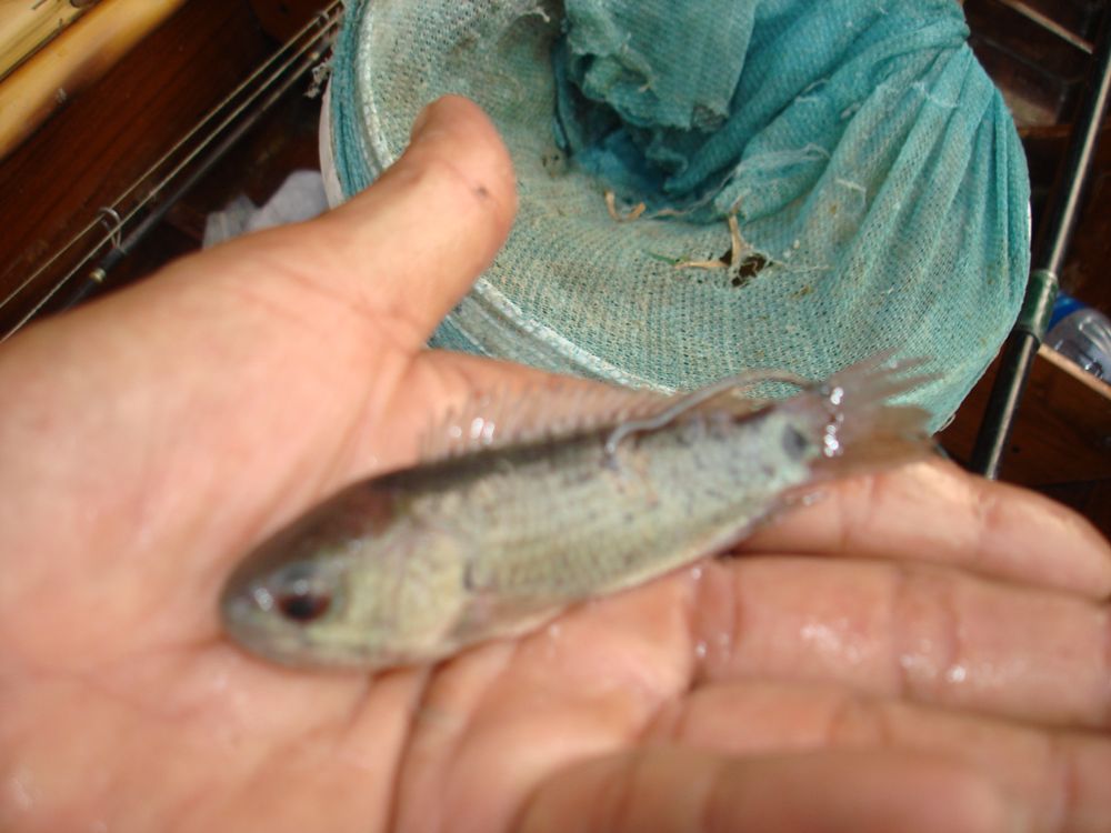 ภาพนี้   พ่อใช้ลูกปลาหมอหยก  เอาครับ    :cool: :cool: