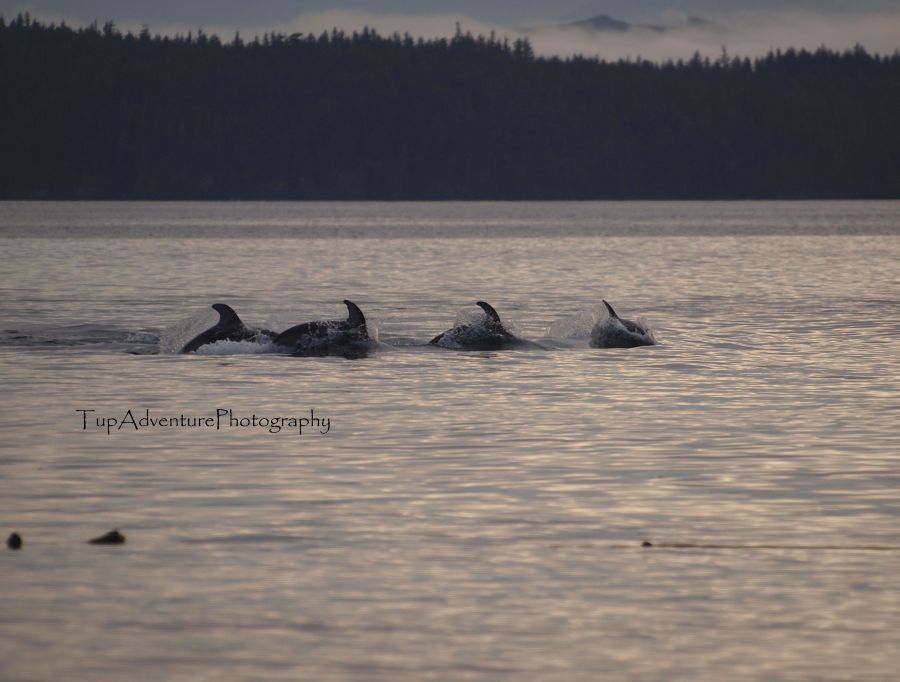 White sided Dolphin ไล่เหยื่อลูกปลา