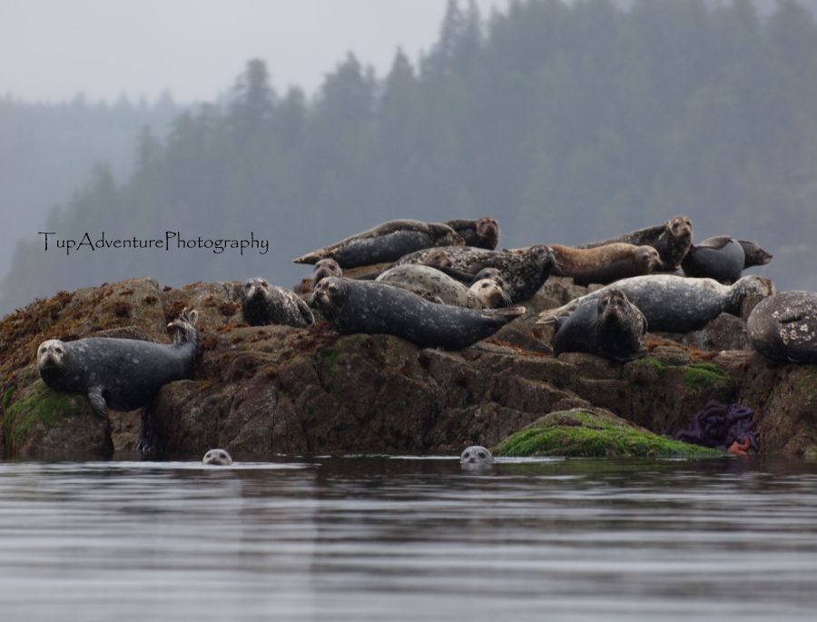 Harbor Seal หรือแมวน้ำท่าเรือชอบอยู่กันเป็นกลุ่มก้อนอาบแดดเก็บรักษาความอบอุ่นของร่างกาย เคลื่อนไหวอย