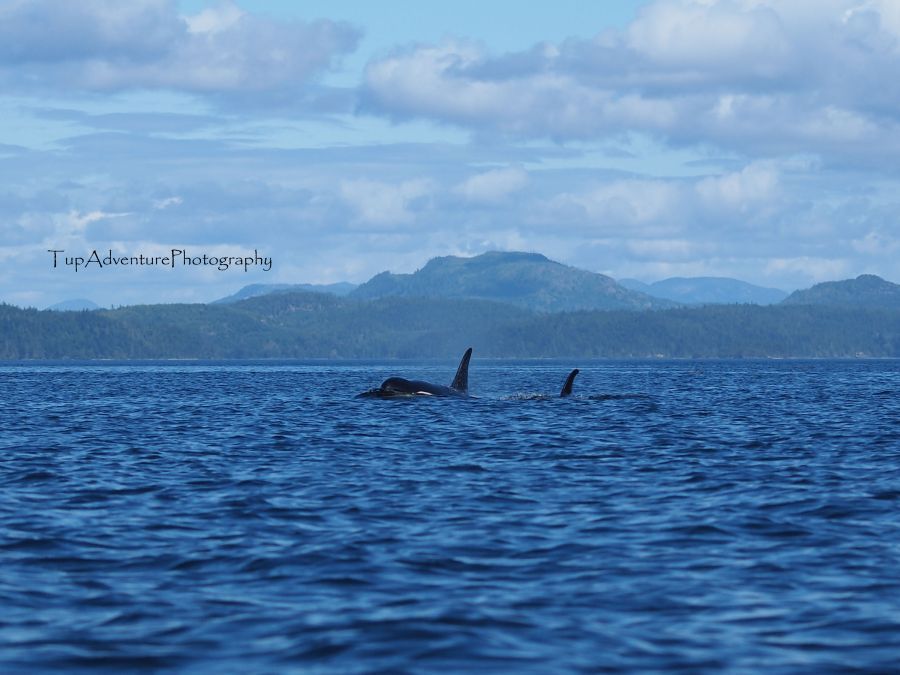 เช้าวันใหม่ได้รับการต้อนรับโดยเจ้าถิ่น วาฬเพชรฆาต หรือที่รู้จักกันในภาษาอังกฤษที่มีสองชื่อ Orca หรือ