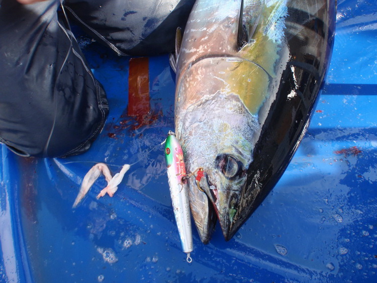 tuna ตัวนี้ กัดคัน ป๊อป  STICK BAITS120 g. by โปรกิ๊ก ขนาด 36 กก.
