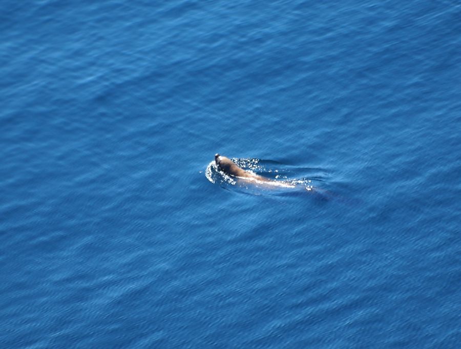 บางคนถึงกับสับสนเวลาสิงโตทะเลขึ้นน้ำเพื่อหายใจเพราะคิดว่าเป็นเจ้าวาฬพ่นน้ำที่เค้าเฝ้ารอ