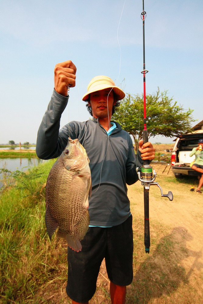 มาดูขนาดปลานิลกันบ้างครับ ไซส์นี้เพียบบบบบบบ  มือหลิว - สะปิ๋ว ไม่น่าพลาดครับ :grin: