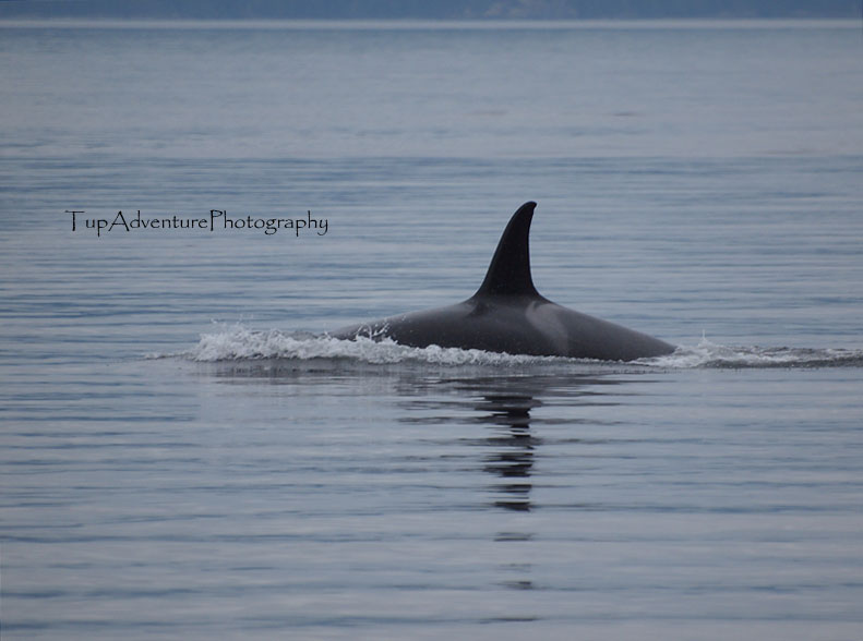 Orca ที่อยู่ประเทศ New Zealand ไร้ความดุร้าย มีแต่ความฉลาด ความเป็นมิตร และความสัมพันธุ์ในครอบครัว