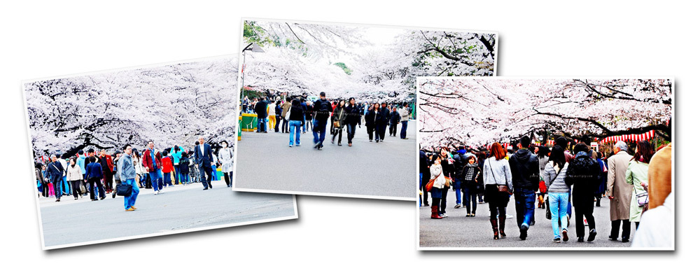 ภาพเก่าเมื่อปี 2010 ที่"อูเอโนะ"
เมื่อปี 2010 ที่โตเกียวซากุระบานเต็มที่วันที่ 4 เมษยน :cheer: :c