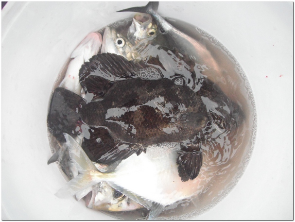 ลองดูในถังปลาที่ตกได้   มี กะพงดำ ด้วยนะ   :umh: :umh: :umh: