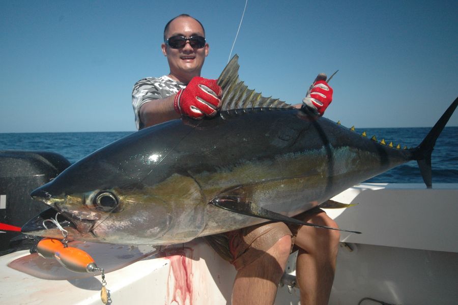  Yellowfin tuna ตัวนี้ชอบกัด CARPENTER SEAFROG :blush: :blush:
