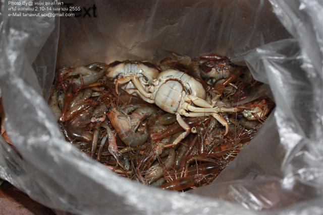 มีกุ้ง มีปูให้เลือกจับครับ เอาแค่พ