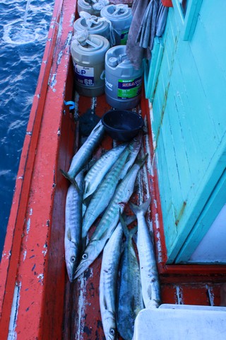 ตัดมาเช้าเลยนะครับ ปลากินดีมากๆไม่มีเวลาถ่ายรูปเลยนะครับ  เพราะเดี๋ยวโดนด่า 5555 ตกปลาอาชีพต้องเอาปล