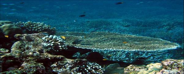 
กำเนิดปะการัง 	

ปะการังกำเนิดมาบนโลกสีน้ำเงินใบนี้กว่า 500 ล้านปี ซึ่งถ้าเปรียบเทียบกับมนุษย์แล