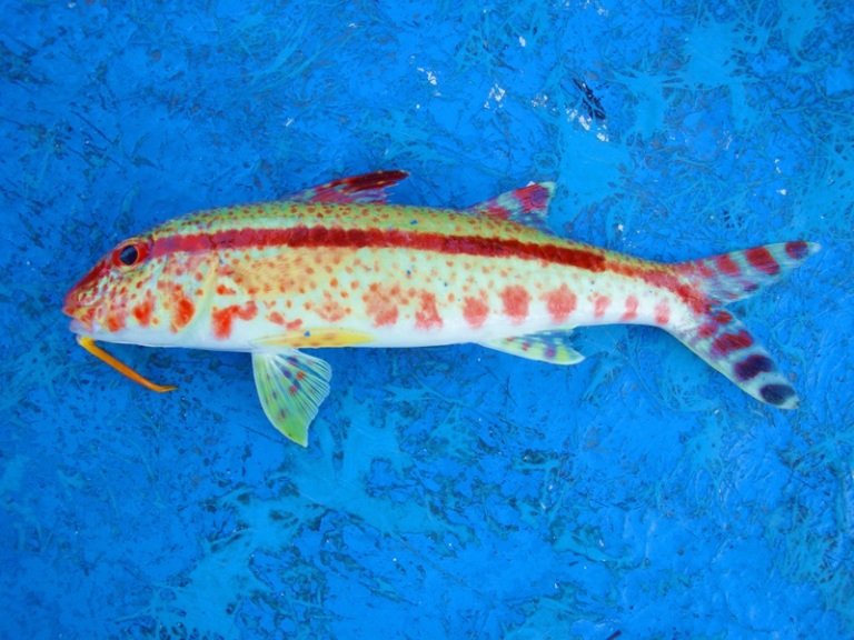 
มีภาพปลาหน้าตาแปลกๆมาฝากอีกตัวครับ    :smile:

ปลาแพะทะเล หรือ ปลาหนวดฤาษี   สีสวยดีครับ  ตัวนี้