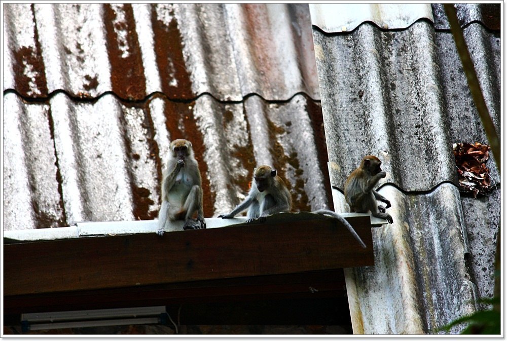  [b]"นักเลงบนหลังคา...เจ้าถิ่น"[/b]

ระวังเรื่องอาหารที่ถือมาด้วยน่ะครับ ลิงพวกนี้อาจเข้ามารุมแย
