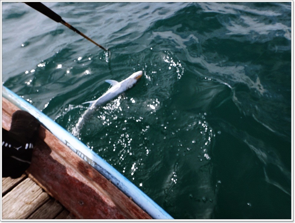  [b]จากประสบการณ์...ปลา  ซึ่ง "ราคาแพง...กว่าปลาตามท้องตลาด" เสมอ!!

"..ม่ายยยย..ใช้ปัญหา.."[/