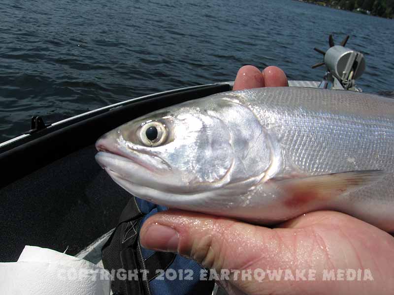 Kokanee mini Salmon Derby