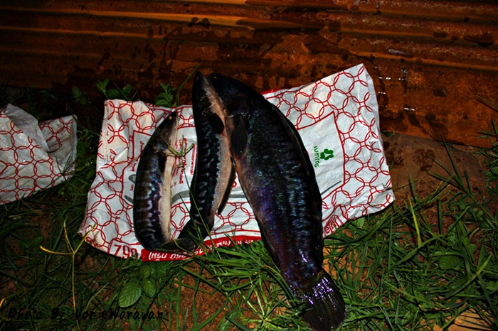 
 [center]กว่าจะได้ถ่ายปลาทั้งหมดก็มืดซะแร้ว  ขอลาด้วยภาพปลารวมครับ 2ตัวน้อยได้จากจารย์แม๊ก ตกข้างก