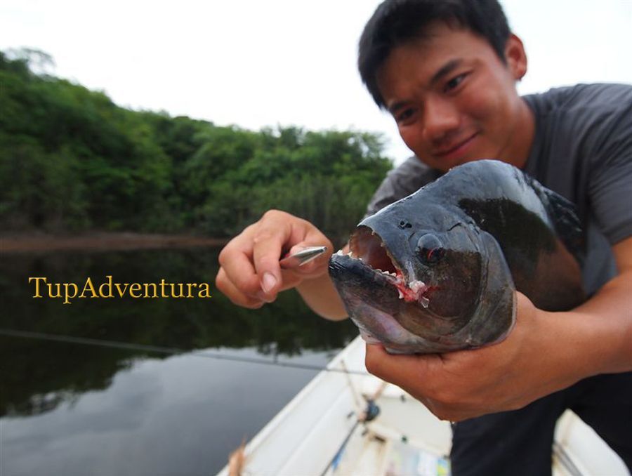 ปลาปิรันย่าดำ ในแม่น้ำ จูมา เป็นปลาปิรันย่า ที่ใหญ่ที่สุดที่ผมตกได้ด้วยเหยื่อปลอม ผิวน้ำ :spineyes: