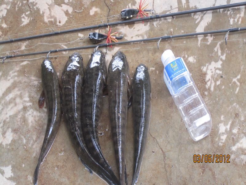 นี่ครับรูปปลารวมวันนี้ต่องกับมาชาตแบตที่บ้านแฟน้าDome2930ครับเลยไม่ได้ถ่ายรูปเพิ่มไว้ครับโอกาศหน้าเจ