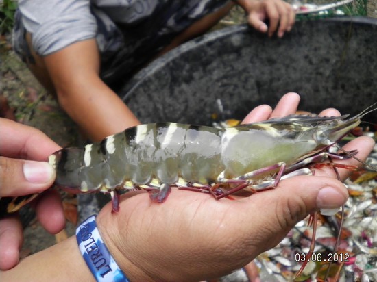 นี้ครับ กุ้งกุลา ผมว่าจะขอกลับหน่อย ปลากระพงตกได้ก็ไม่เอา ปลาในกระชังก็ไม่เอา จะเอาตัวนี้
   แต่  ม