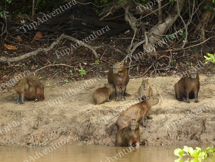 ผมล่องแม่น้ำที่คิดว่ามีเสือจากัวร์อยู่หลายวัน เราเจอตัว Capybara เป็นเรื่องปกติ อาหารจานโปรดของเสือจ