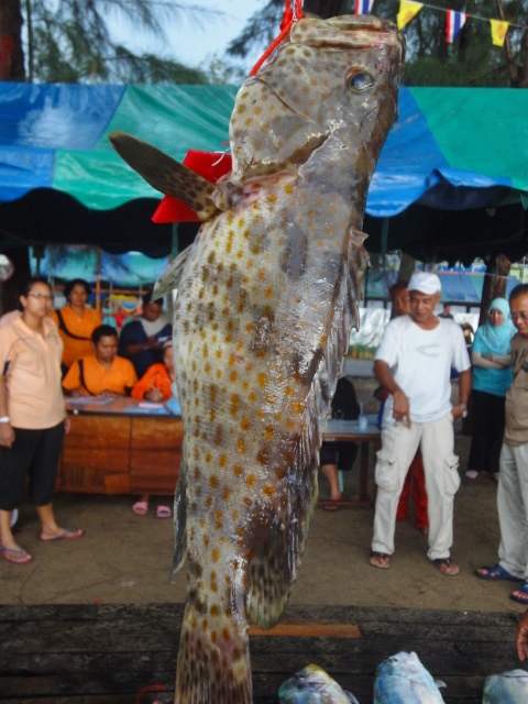 ตัวนี้ทีมผมตกได้ที่หมายเรือเหล็ก ตัวไม่ใหญ่แต่ได้รางวัลเฉย เฮงจริงๆ 