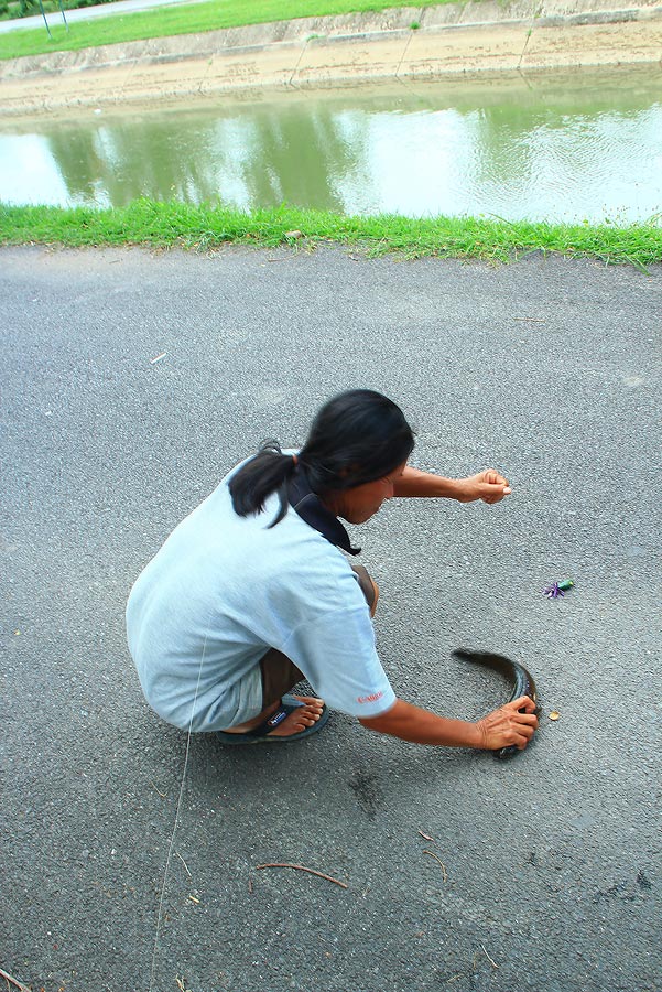 เอิ [b]+++กระสูบ..ชะโดก้อมีนะครับ....พอดี..วันนี้อ่ำ...เอากบไข่..ติดเบ็ดไปตัวเดียว....อ[/b] :grin: :