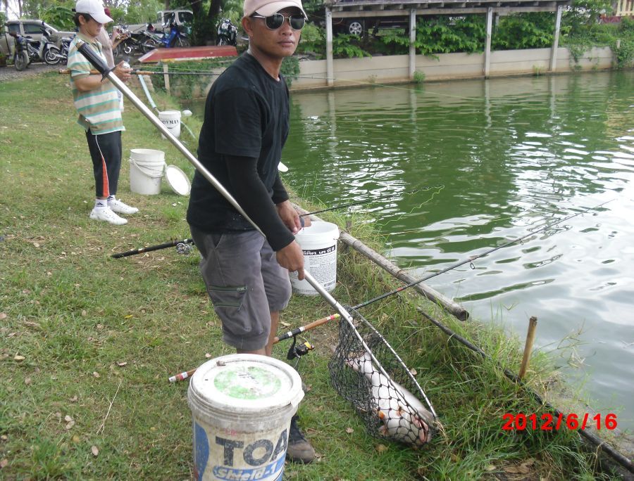 เอ้ !!! ตัวนี้ ทีมงานพี่ชัยจะไปชั่งมั้ยน้อ งามนะพี่  :cheer: :cheer: :cheer: :cheer: :cheer: :cheer: