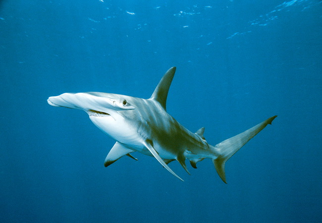 ตัวต่อมานะครับ ฉลามหัวค้อน

ฉลามหัวค้อน (อังกฤษ: Hammerhead shark)เป็นฉลามที่มีหน้าตาเเปลกจำพวกหนึ