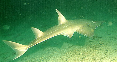 ต่อมานะครับ ปลาโรนันจุดขาว

ปลาโรนันจุดขาว (อังกฤษ: Spotted guitarfish, Giant guitarfish)จัดว่าเป็