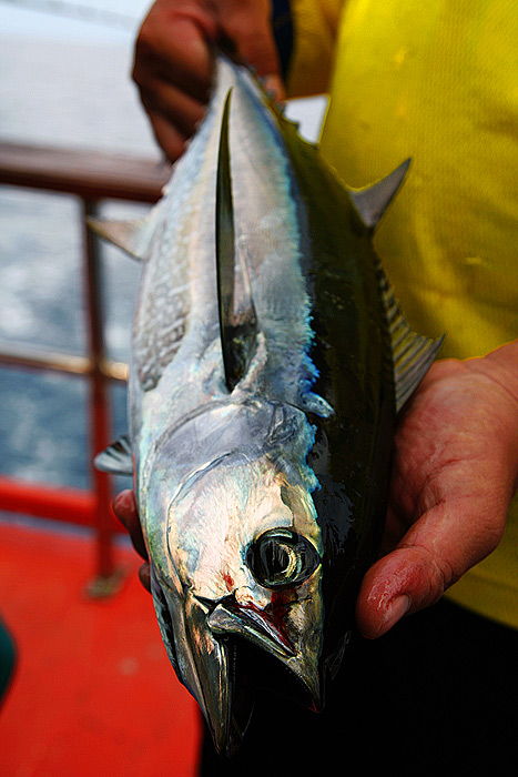 ตัวต่อมาครับ โอดำ

ชื่อไทย
    โอดำ, โอหม้อ 
ชื่อสามัญ
    LONGTAIL-TUNA 
ชื่อวิทยาศาสตร์
   