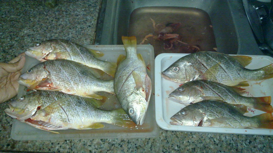 กลับมาก็เตรียมปลาทำเมนูที่อยากทานเลยครับ  :grin: