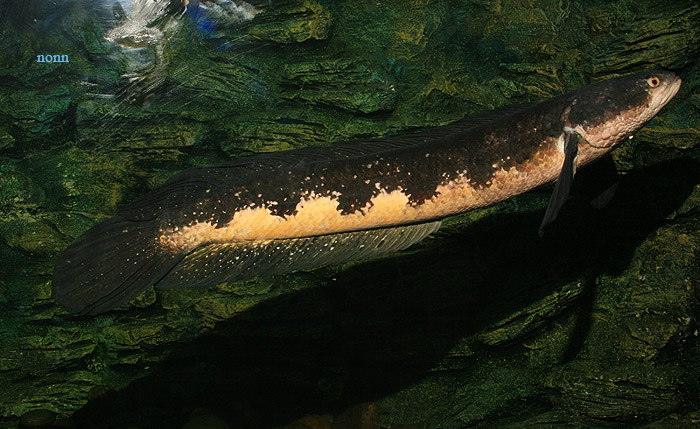 ตัวต่อมาครับ ช่อนงูเห่า

ปลาช่อนงูเห่า(Great snake-head fish)เป็นปลาที่มีคำล่ำลือว่ามีพิษร้ายแรงหา