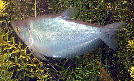 ตัวต่อมาครับ กระดี่นาง

ปลากระดี่นาง(Moonlight gourami)เป็นปลาตละกูลเดียวกันกับปลาหมอและปลาแรด อาห
