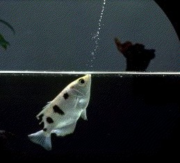 ตัวต่อมานะครับ เสือพ่นน้ำ

ปลาเสือพ่นน้ำ(Archer fish)เป็นปลาที่มีความสามารถไม่เหมือนใคร เพราะมันเป