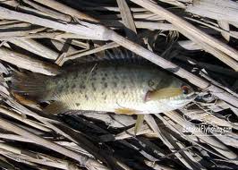 ตัวต่อมาครับ หมอ

ปลาหมอ(Common climbing perch)ก็เป็นปลาที่มีความสามารถที่ไม่เหมือนใครอีกตัว เพราะ