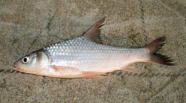 ตัวต่อมานะครับ ตะโกก

ปลาตะโกก(Soldier river barb)เป็นปลาตละกูลปลาตะเพียนที่ได้รับการยอมรับว่ามีรส