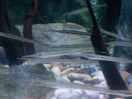 ตัวต่อมานะครับ กระทุงเหว

ปลากระทุงเหวหรือปลาเข็มแม่น้ำ(Freshwater garfish)เป็นปลาที่มีรูปร่างคล้า