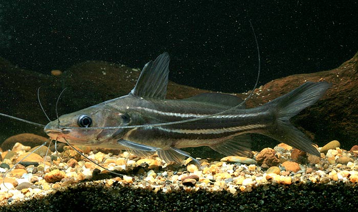 ตัวต่อมานะครับ แขยงลาย

ปลาแขยงลาย(Blue-striped catfish)เป็นปลาหนังที่มีขนาดเล็ก โดยมักถูกส่งออกเป