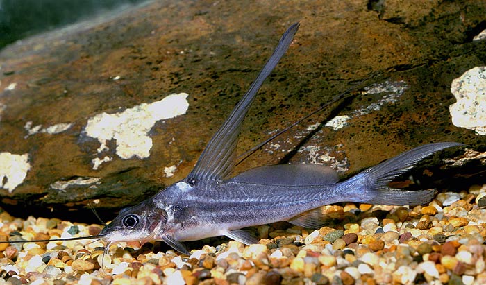 ตัวต่อมานะครับ แขยงธง

ปลาแขยงธง(Bocourt`s river catfish)เป็นปลาตละกูลปลาหนังอีกตัวหนึ่งที่อยู่ในจ