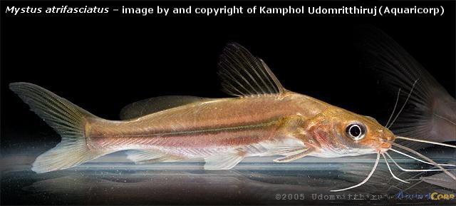 ตัวต่อมานะครับ แขยงใบข้าว

ปลาแขยงใบข้าว(Long-fatty finned mystus)เป็นปลาในตละกูลปลาแขยงที่มีรูปร่