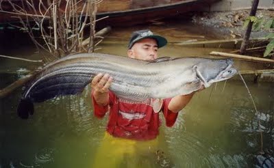 ตัวต่อมาครับ เค้า

ปลาเค้า(Great white sheatfish)เป็นปลาหนังขนาดใหญ่ที่สามารถจำแนกได้เป็นสองชนิดคื