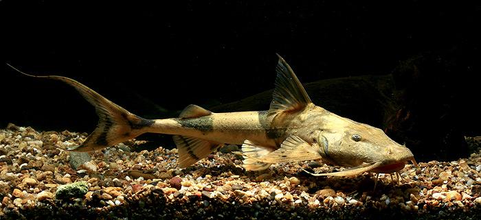ตัวต่อมานะครับ แค้

ปลาแค้(Giant bagarius)เป็นปลาหนังที่ลำตัวมีความแบนราบมาก ปลาแค้ถือว่าเป็นที่สุ