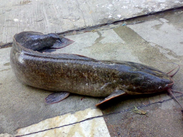 ตัวต่อมานะครับ ดุกด้าน

ปลาดุกด้าน(Bratrachain walking catfish)เป็นปลาดุกที่พบเห็นได้บ่อย อาหารตาม