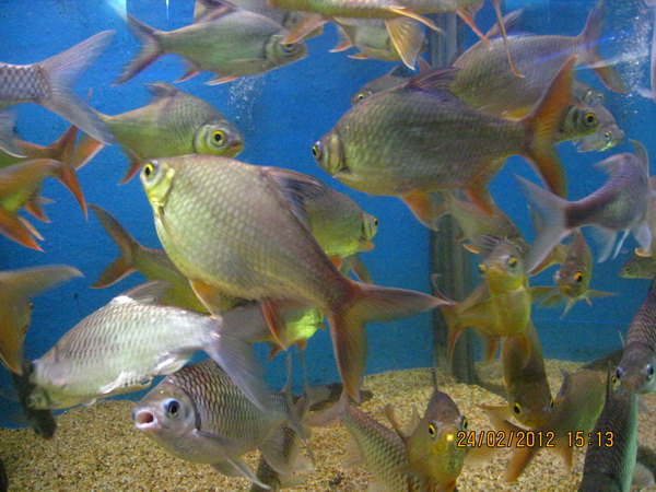 ตัวต่อมานะครับ ตะเพียนทอง

ปลาตะเพียนทอง(REd tinfiol barb)เป็นปลาที่เป็นที่รู้จักกันเป็นอย่างดี อา